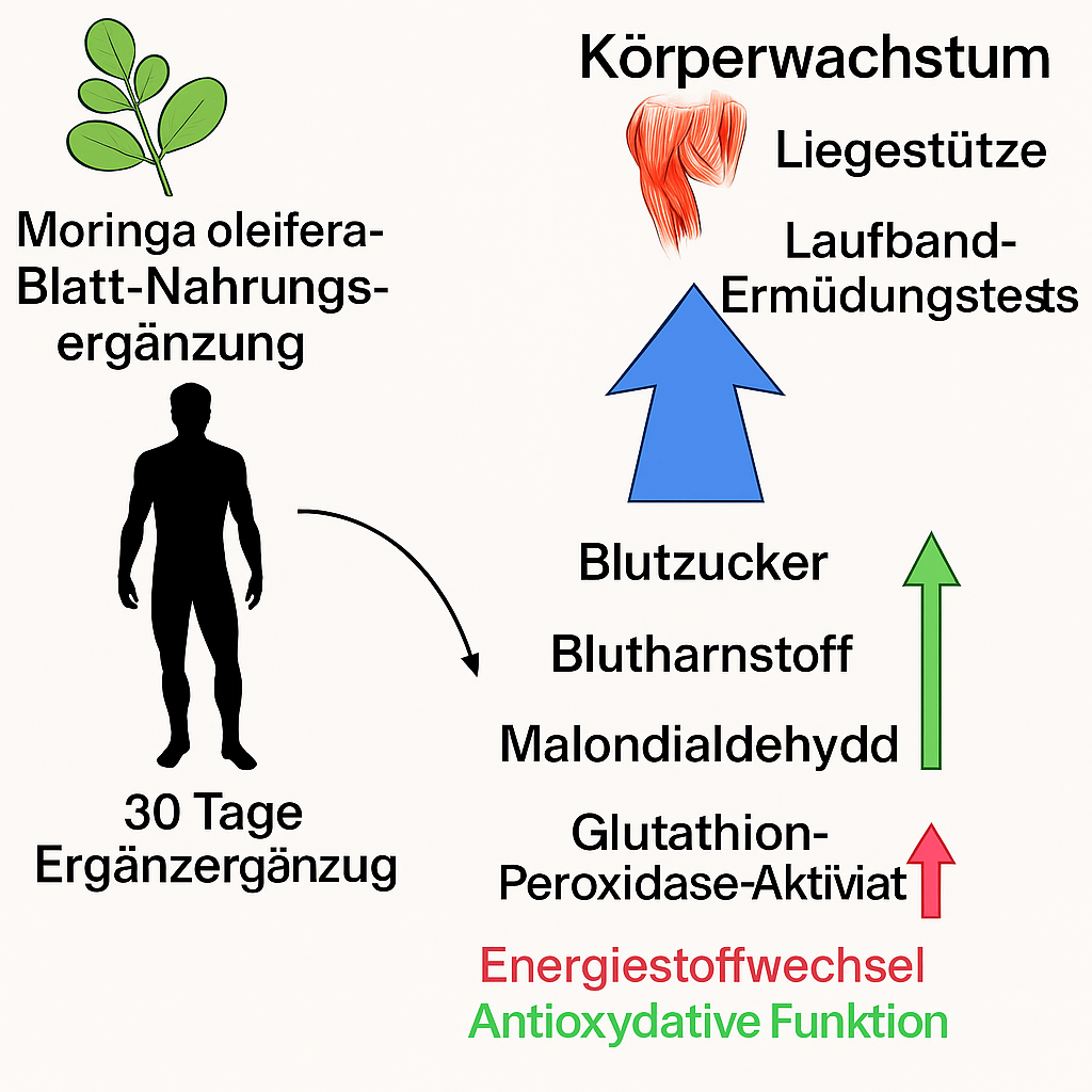 GreenUp+ Moringa Pulver