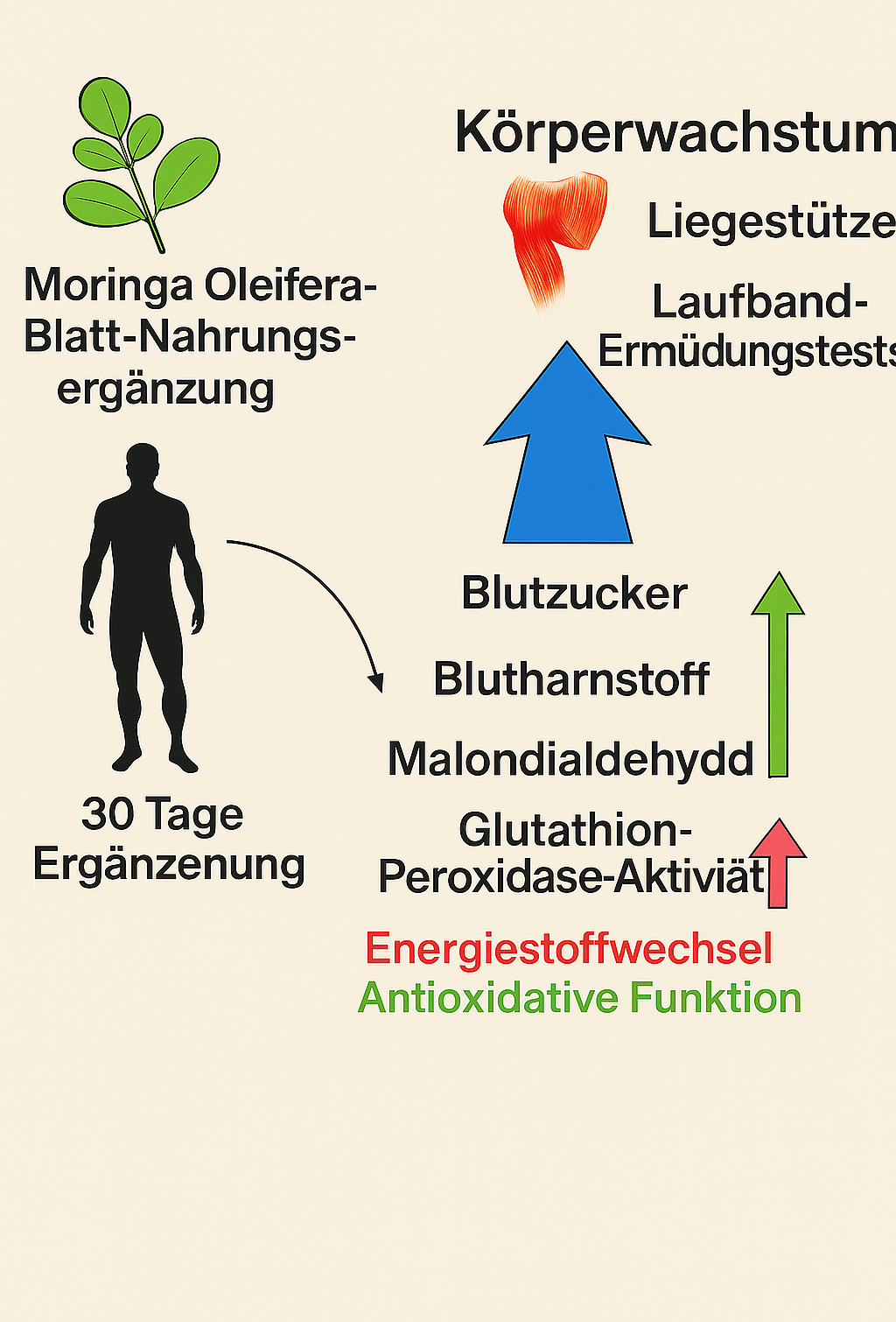 GreenUp+ Moringa Pulver